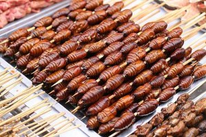 Sate worm