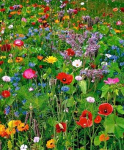 Bloemen