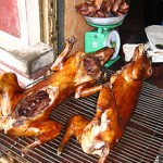 dode-honden