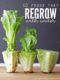 regrow