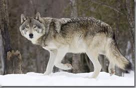 Widar de wolvendoder